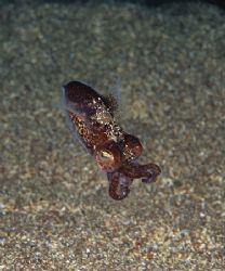 Little cuttlefish.
Cornwall.
60mm. by Derek Haslam 